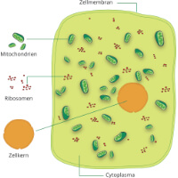 Mitochondrium Zelle